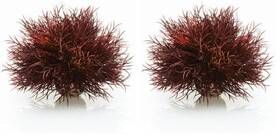 Biorb 46077 Sea Lily Crimson Pack Of 2 1 Count