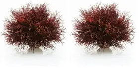 46077 Biorb Sea Lily Crimson Pack Of 2 1 Count