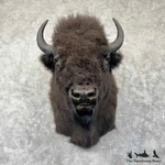 #31848 El Xl American Buffalo Bison Taxidermy Shoulder Mount For Sale New. Price: $8658.00.
