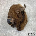 #21732 American Buffalo Bison Taxidermy Shoulder Mount For Sale New. Price: $5058.00.