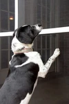 Phifer Pet- Resistant Screen Mesh Custom Sizing Available New. Price: $31.19.