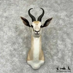 #31659 South African Springbok Taxidermy Shoulder Mount For Sale New. Price: $1098.00.