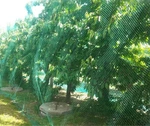 Candyhome 13FT X 33FT Anti Bird Protection Mesh Garden Netting Seedlings Plan... New. Price: $12.99.