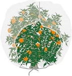 Agfabric 72"HX72''W Insect Barrier Bag With Zipper Garden Bird Pest Mesh Netting New. Price: $18.99.